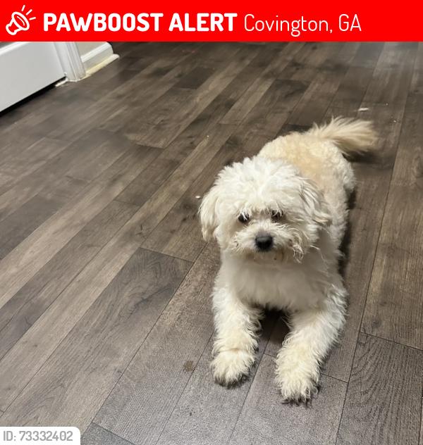 Lost Male Dog last seen Near Shenandoah dr, Covington, GA 30016