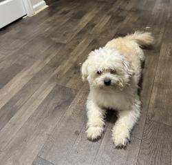 Lost Male Dog last seen Near Shenandoah dr, Covington, GA 30016