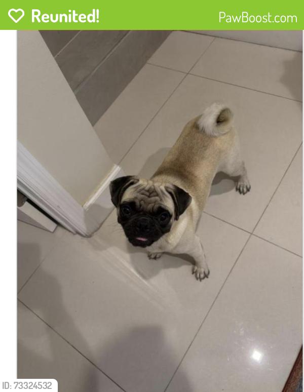 Reunited Male Dog last seen N Andrews and NW 41st, Oakland Park, FL 33309