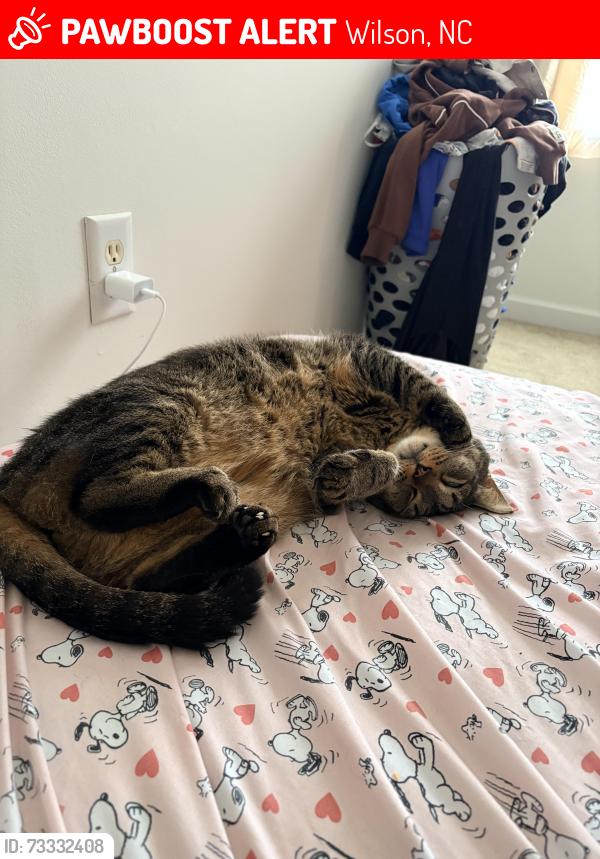 Lost Male Cat last seen Stedman Dr, near Infuse Wellness, Wilson, NC 27896