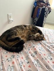 Lost Male Cat last seen Stedman Dr, near Infuse Wellness, Wilson, NC 27896
