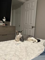 Lost Male Cat last seen Near hermitage dr Smyrna, Smyrna, TN 37167