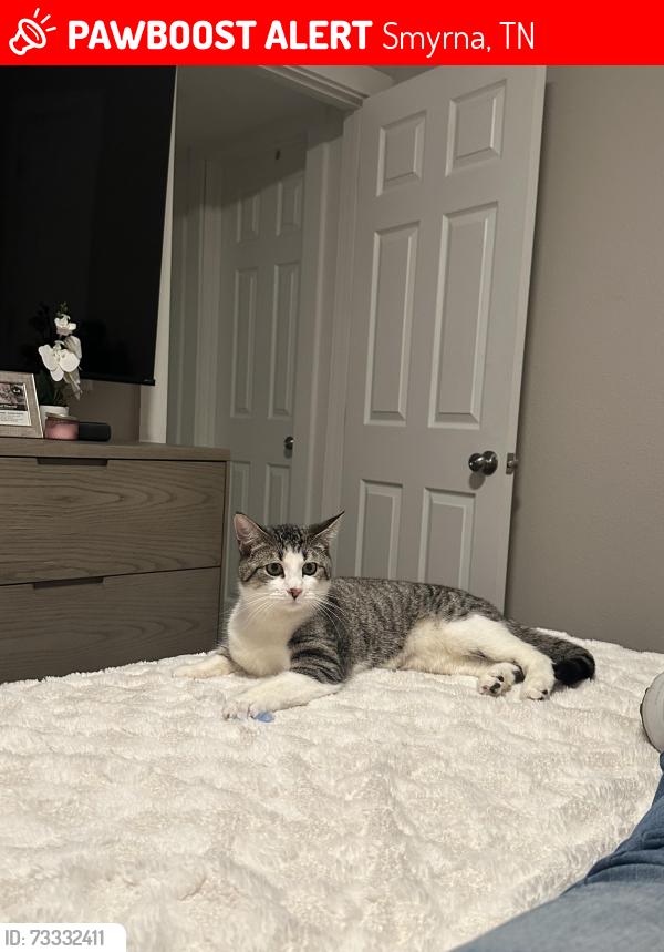 Lost Male Cat last seen Near hermitage dr Smyrna, Smyrna, TN 37167