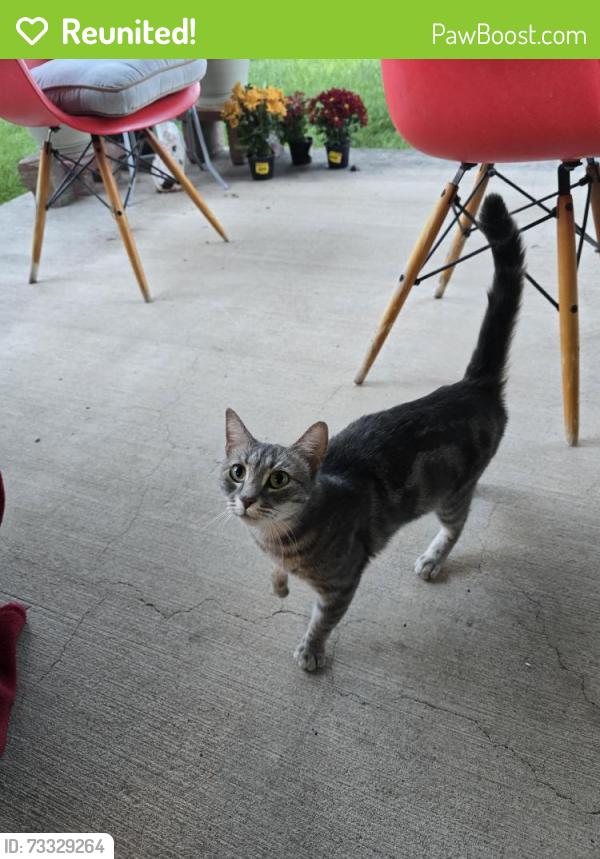 Reunited Female Cat last seen Lowell and Spain, Albuquerque, NM 87111