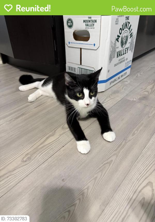 Reunited Female Cat last seen Ridgewood/buckete, San Antonio, TX 78201
