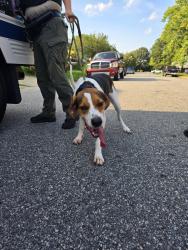 Found/Stray Male Dog last seen Grant ave & Rosemont rd, Virginia Beach, VA 23452