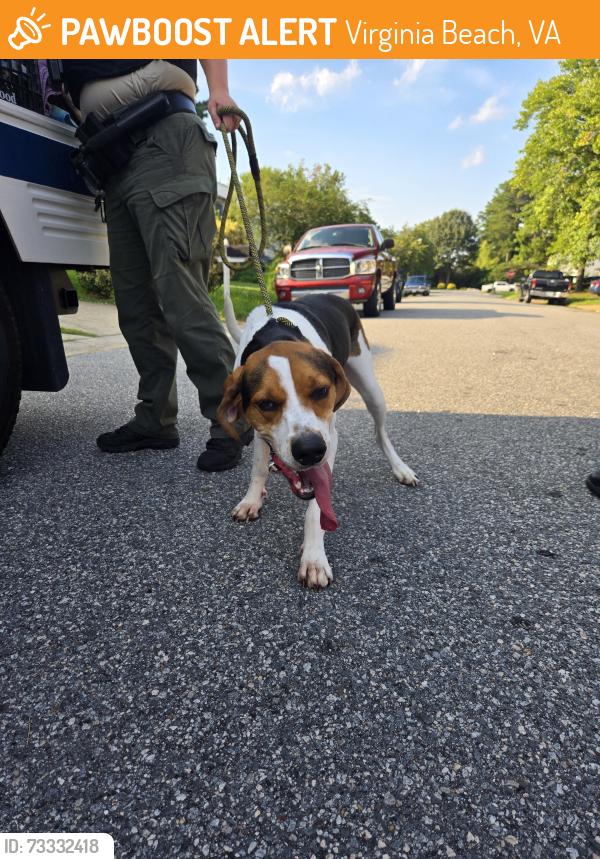 Found/Stray Male Dog last seen Grant ave & Rosemont rd, Virginia Beach, VA 23452
