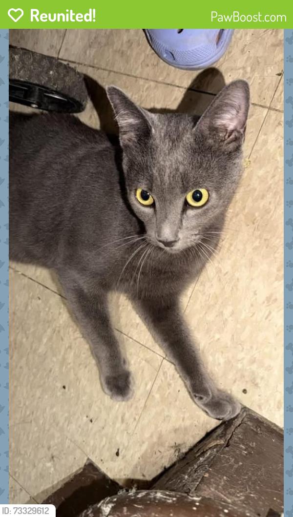 Reunited Male Cat last seen Plattwood Ave & 96th St Ozone Park, Queens, NY 11417
