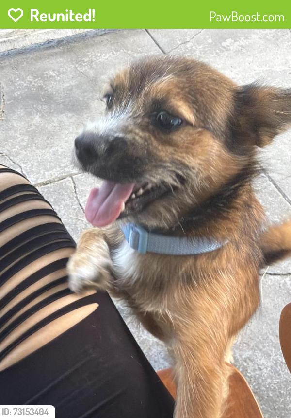 Reunited Male Dog last seen Kenilworth Ave Kenwood Ave Richmond Ave, Dayton, OH 45405