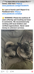 Found/Stray Female Dog last seen Near Hilltop Drive Bangor pa, Bangor, PA 18013