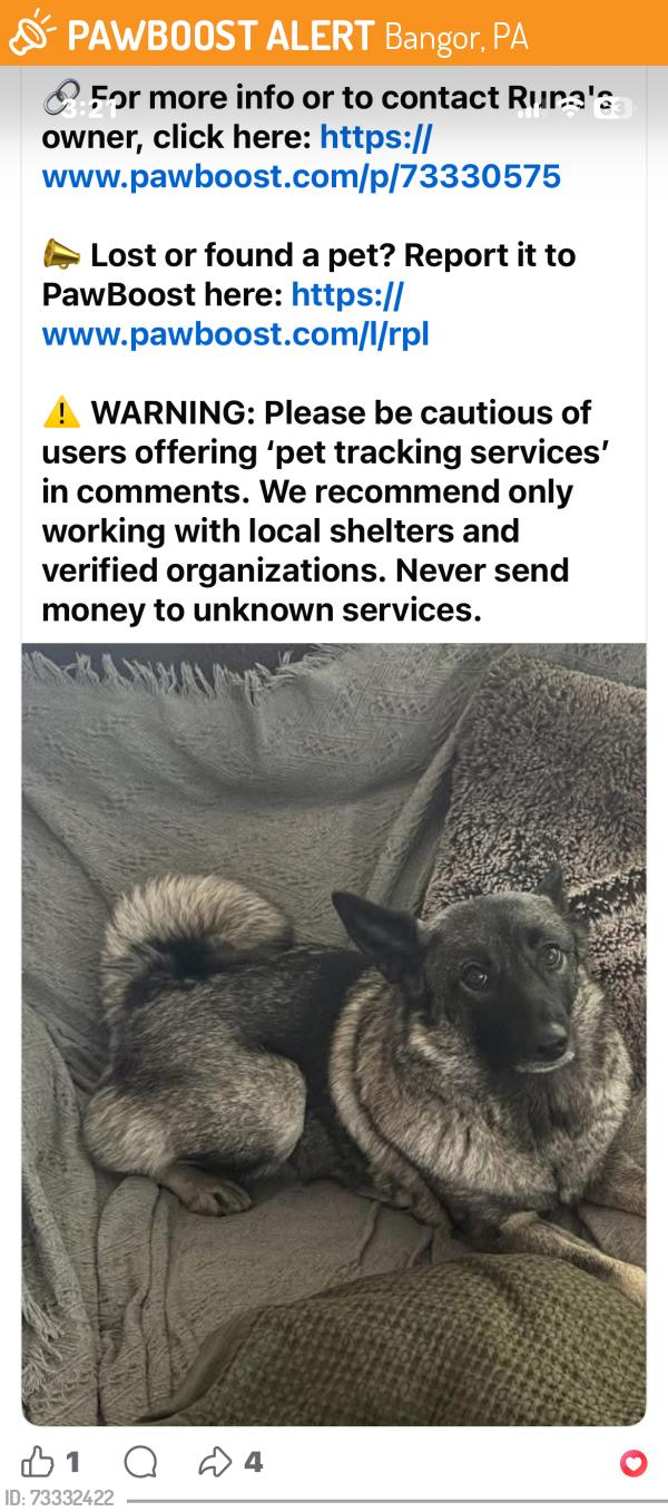 Found/Stray Female Dog last seen Near Hilltop Drive Bangor pa, Bangor, PA 18013