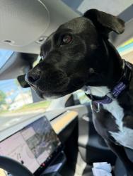 Reunited Female Dog last seen Taft rd and woodland ave, East Norriton Township, PA 19403