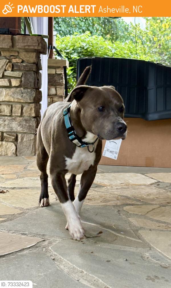 Found/Stray Male Dog last seen Old Leicester hwy, Asheville, NC 28804