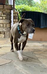Found/Stray Male Dog last seen Old Leicester hwy, Asheville, NC 28804