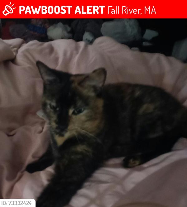 Lost Female Cat last seen Bay Street fall river, Fall River, MA 02724
