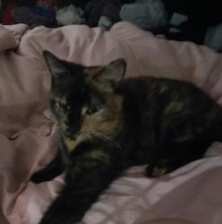 Lost Female Cat last seen Bay Street fall river, Fall River, MA 02724