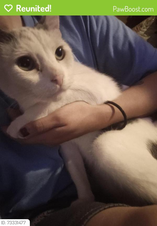 Reunited Male Cat last seen Portland Ave Between 44th & Newcastle, Oklahoma City, OK 73119