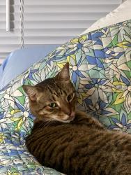 Lost Male Cat last seen 9th Ave n and 43rd st n, St. Petersburg, FL 33713