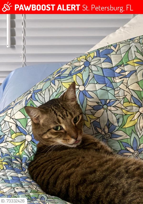 Lost Male Cat last seen 9th Ave n and 43rd st n, St. Petersburg, FL 33713