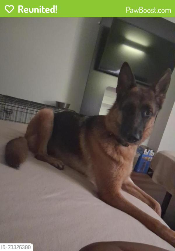 Reunited Female Dog last seen Olive st and Elwood, South Bend, IN 46628