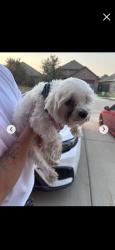 Lost Male Dog last seen Near Leonard Ranch Rd, Fort Worth, TX 76134