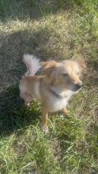 Reunited Male Dog last seen northbend living apmts, Houston, TX 77014