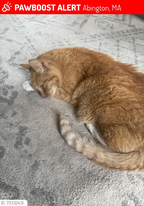 Lost Unknown Cat last seen Lantern lane Abington ma, Abington, MA 02351