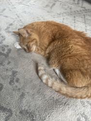Lost Unknown Cat last seen Lantern lane Abington ma, Abington, MA 02351