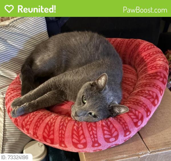 Reunited Male Cat last seen Stafford Ave, Huntington Park, CA 90255