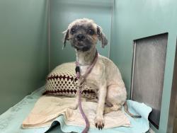 Shelter Stray Male Dog last seen Near 14th Street, NEW YORK, NY, 10009, 326 E 110th St, New York, NY 10029, USA