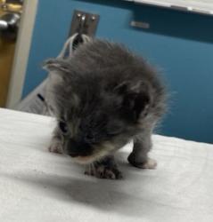 Shelter Stray Female Cat last seen Apt 48,725 N Fig Street, Escondido, CA, 92025, Escondido, CA 92027, USA