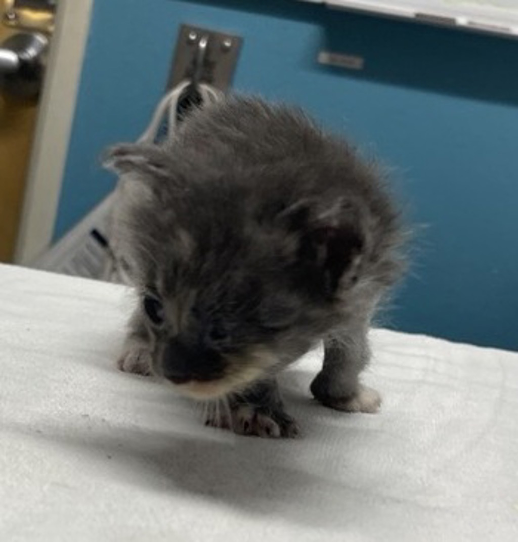 Shelter Stray Female Cat last seen Apt 48,725 N Fig Street, Escondido, CA, 92025, Escondido, CA 92027, USA