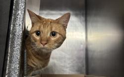 Shelter Stray Unknown Cat last seen Near Eastchester Place, BRONX, NY, 10475, 326 E 110th St, New York, NY 10029, USA