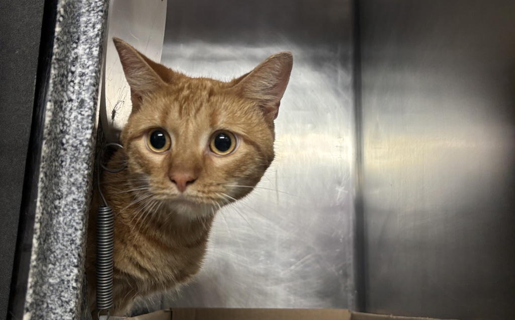 Shelter Stray Unknown Cat last seen Near Eastchester Place, BRONX, NY, 10475, 326 E 110th St, New York, NY 10029, USA