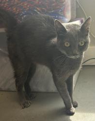 Shelter Stray Female Cat last seen Apt 14,1805 S Main Street, SALT LAKE CITY, UT, 84115, 511 W 3900 S, Salt Lake City, UT 84123, USA