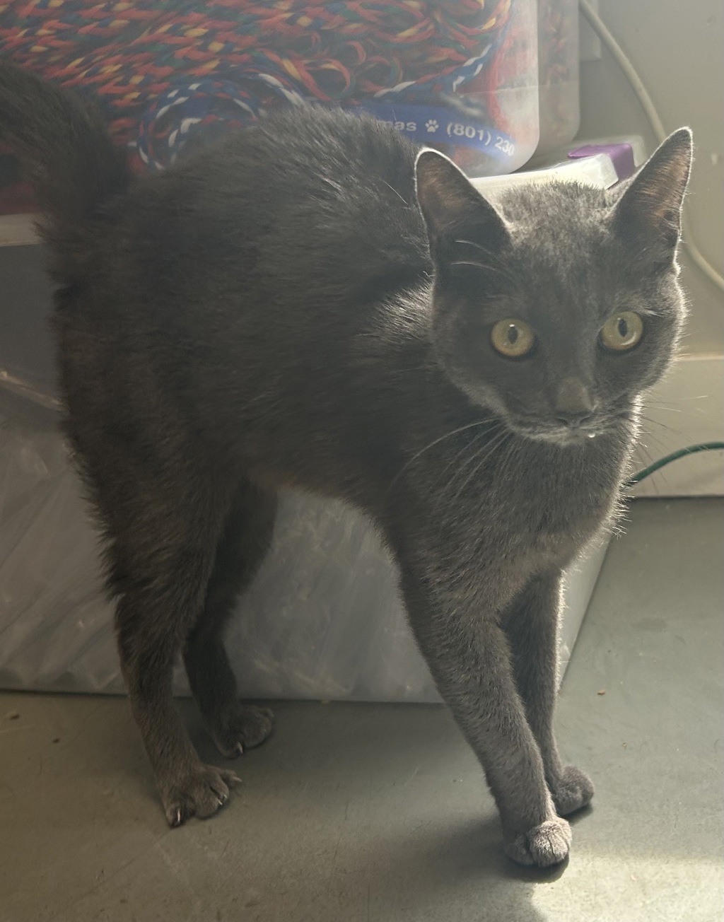 Shelter Stray Female Cat last seen Apt 14,1805 S Main Street, SALT LAKE CITY, UT, 84115, 511 W 3900 S, Salt Lake City, UT 84123, USA