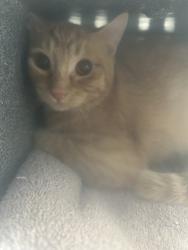 Shelter Stray Male Cat last seen Near E 4200 S, MILLCREEK, UT, 84107, 511 W 3900 S, Salt Lake City, UT 84123, USA