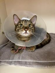 Shelter Stray Female Cat last seen Near S Wolcott Street, SALT LAKE CITY, UT, 84102, 511 W 3900 S, Salt Lake City, UT 84123, USA