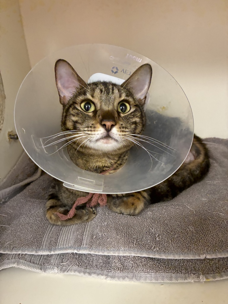 Shelter Stray Female Cat last seen Near S Wolcott Street, SALT LAKE CITY, UT, 84102, 511 W 3900 S, Salt Lake City, UT 84123, USA