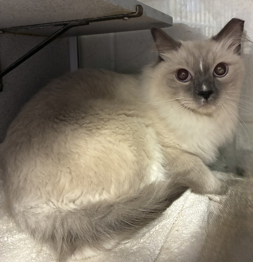 Shelter Stray Male Cat last seen Near S Wander Lane, Holladay, UT, 84117, 511 W 3900 S, Salt Lake City, UT 84123, USA