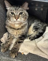 Shelter Stray Male Cat last seen Near W Elm Tree Place, SALT LAKE CITY, UT, 84116, 511 W 3900 S, Salt Lake City, UT 84123, USA