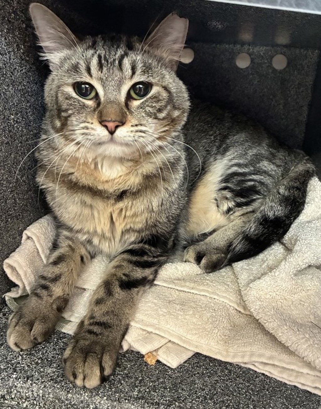 Shelter Stray Male Cat last seen Near W Elm Tree Place, SALT LAKE CITY, UT, 84116, 511 W 3900 S, Salt Lake City, UT 84123, USA