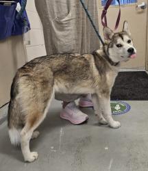 Shelter Stray Female Dog last seen NE 56th and Prescott, PORTLAND, OR, 97218, 1700 W Historic Columbia River Hwy, Troutdale, OR 97060, USA
