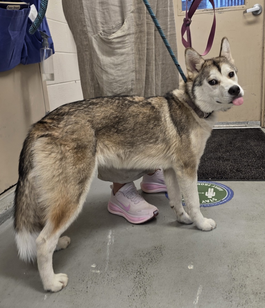 Shelter Stray Female Dog last seen NE 56th and Prescott, PORTLAND, OR, 97218, 1700 W Historic Columbia River Hwy, Troutdale, OR 97060, USA