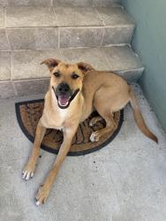 Found/Stray Female Dog last seen Corner of 108th and Van Ness, Inglewood, CA 90303