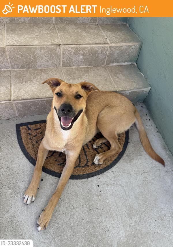 Found/Stray Female Dog last seen Corner of 108th and Van Ness, Inglewood, CA 90303