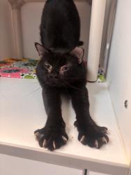 Shelter Stray Male Cat last seen Near E Murray Park Avenue, MURRAY CITY, UT, 84107, 511 W 3900 S, Salt Lake City, UT 84123, USA