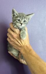 Shelter Stray Female Cat last seen Near S Navajo Street, SALT LAKE CITY, UT, 84104, 511 W 3900 S, Salt Lake City, UT 84123, USA