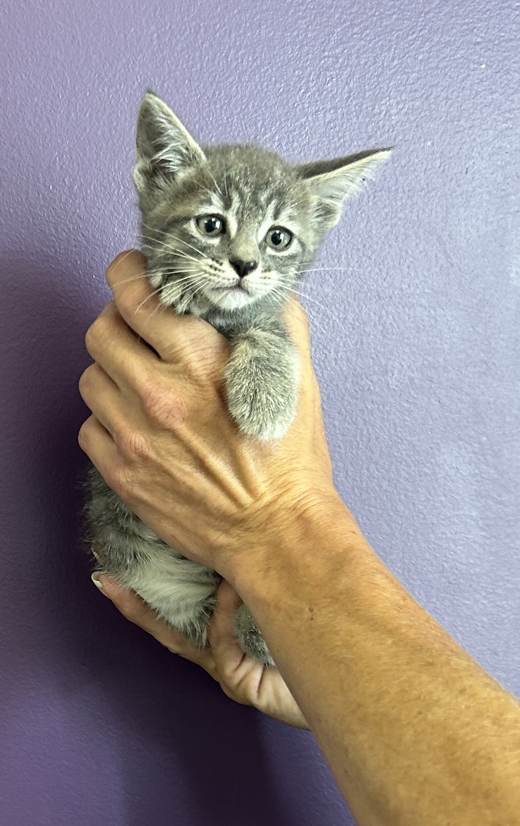 Shelter Stray Female Cat last seen Near S Navajo Street, SALT LAKE CITY, UT, 84104, 511 W 3900 S, Salt Lake City, UT 84123, USA