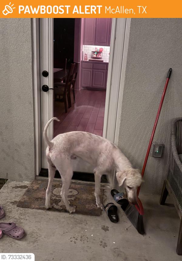 Rehomed Male Dog last seen Tres lagos, McAllen, TX 78504